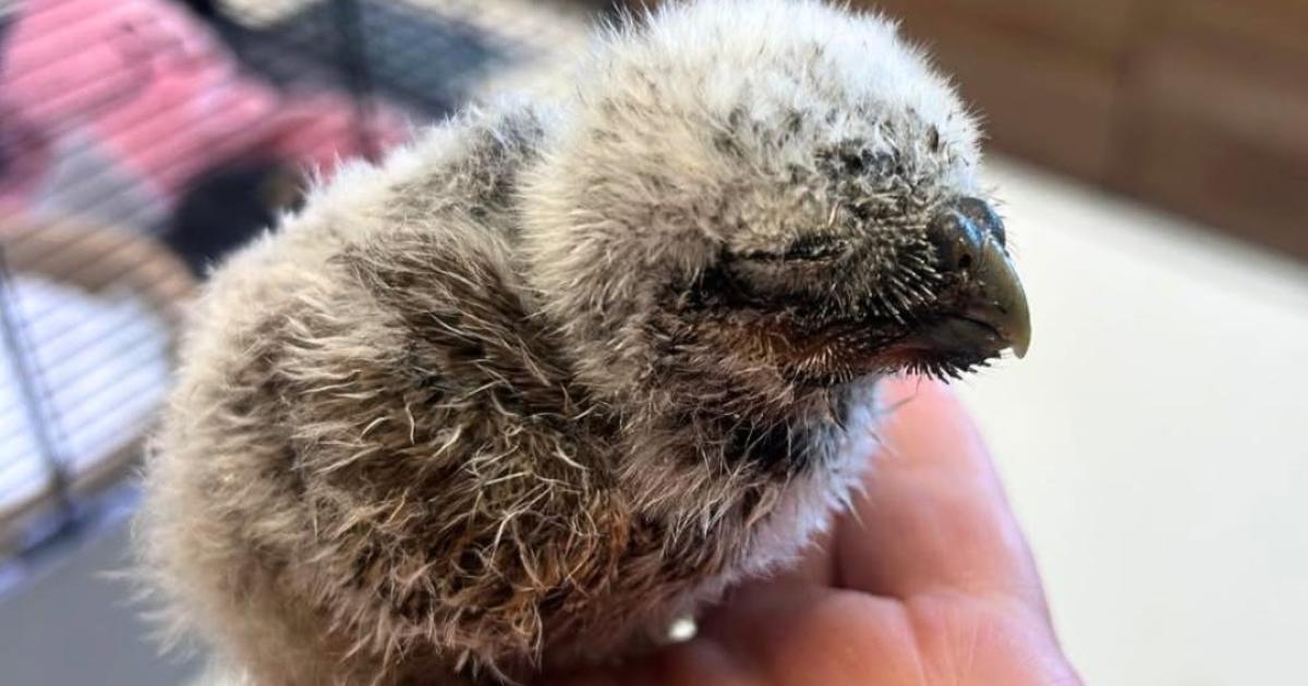 RSPCA: Baby owl 'too young to survive' rescued from field