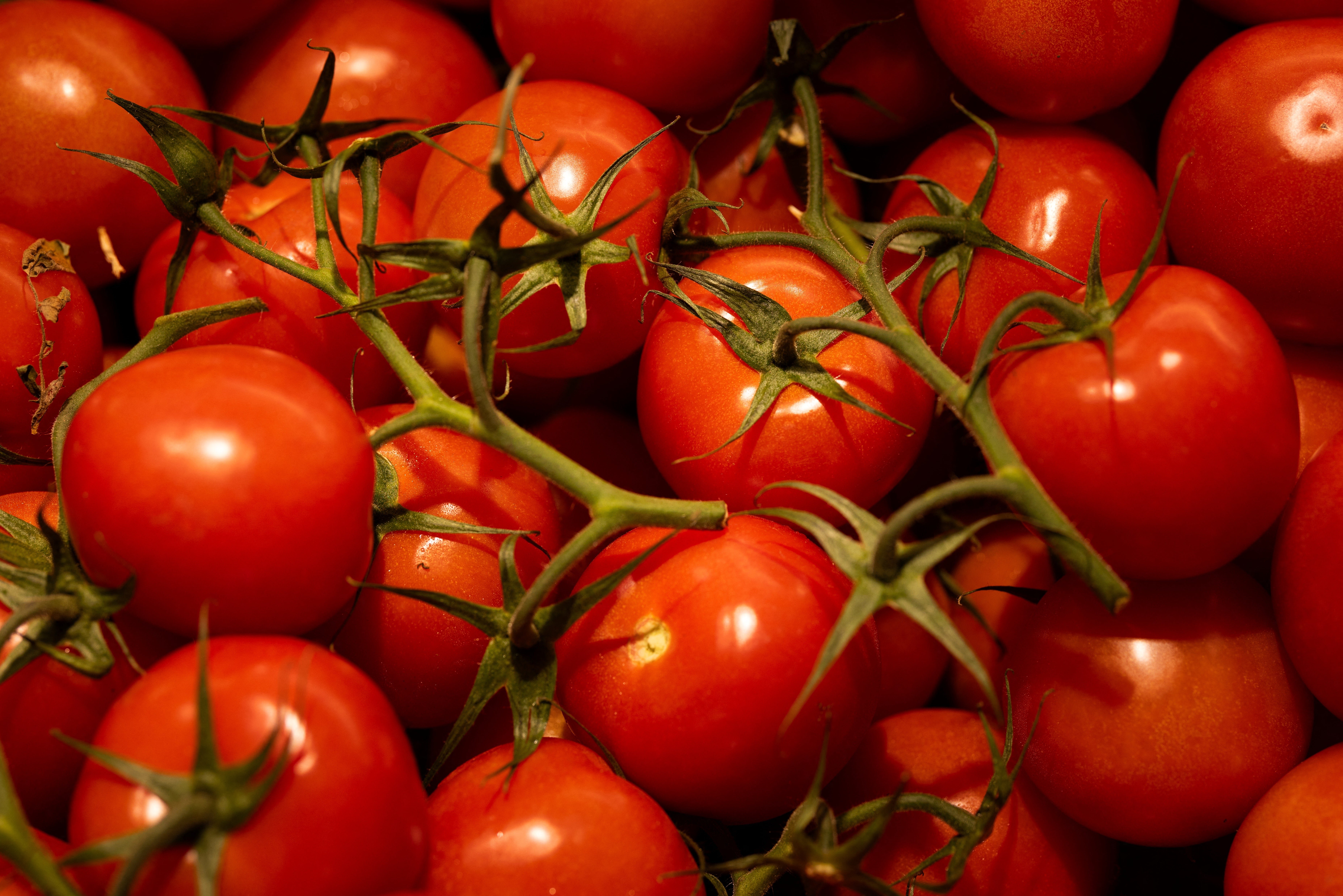 Sainsbury’s has inked two deals to increase supplies of British-grown tomatoes