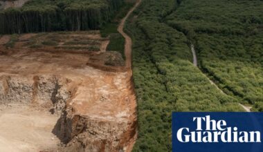 ‘It’s irreplaceable’: Fury over Reform plans to expand quarry in ancient Kent woodland | Trees and forests
