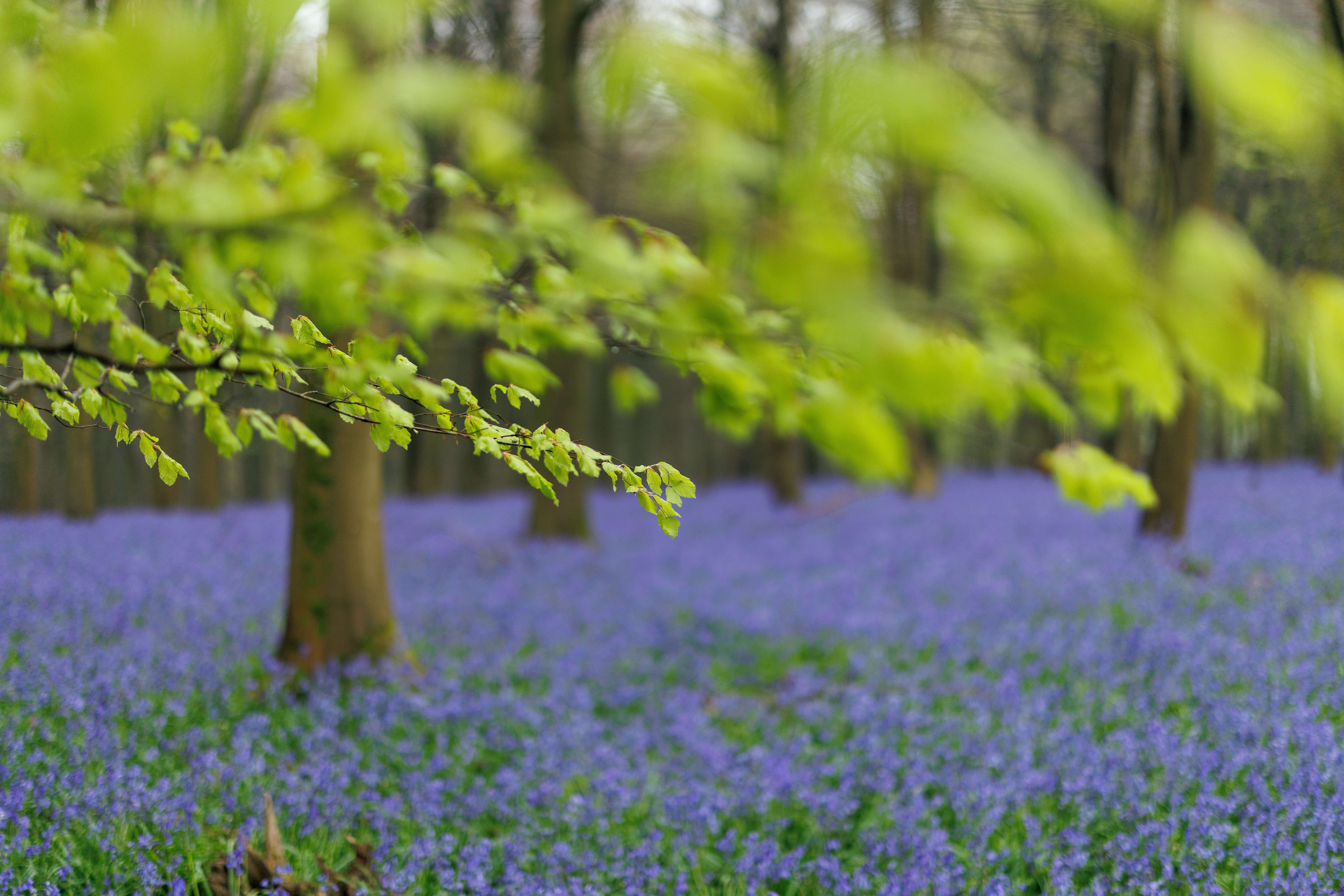 English bluebells are under threat