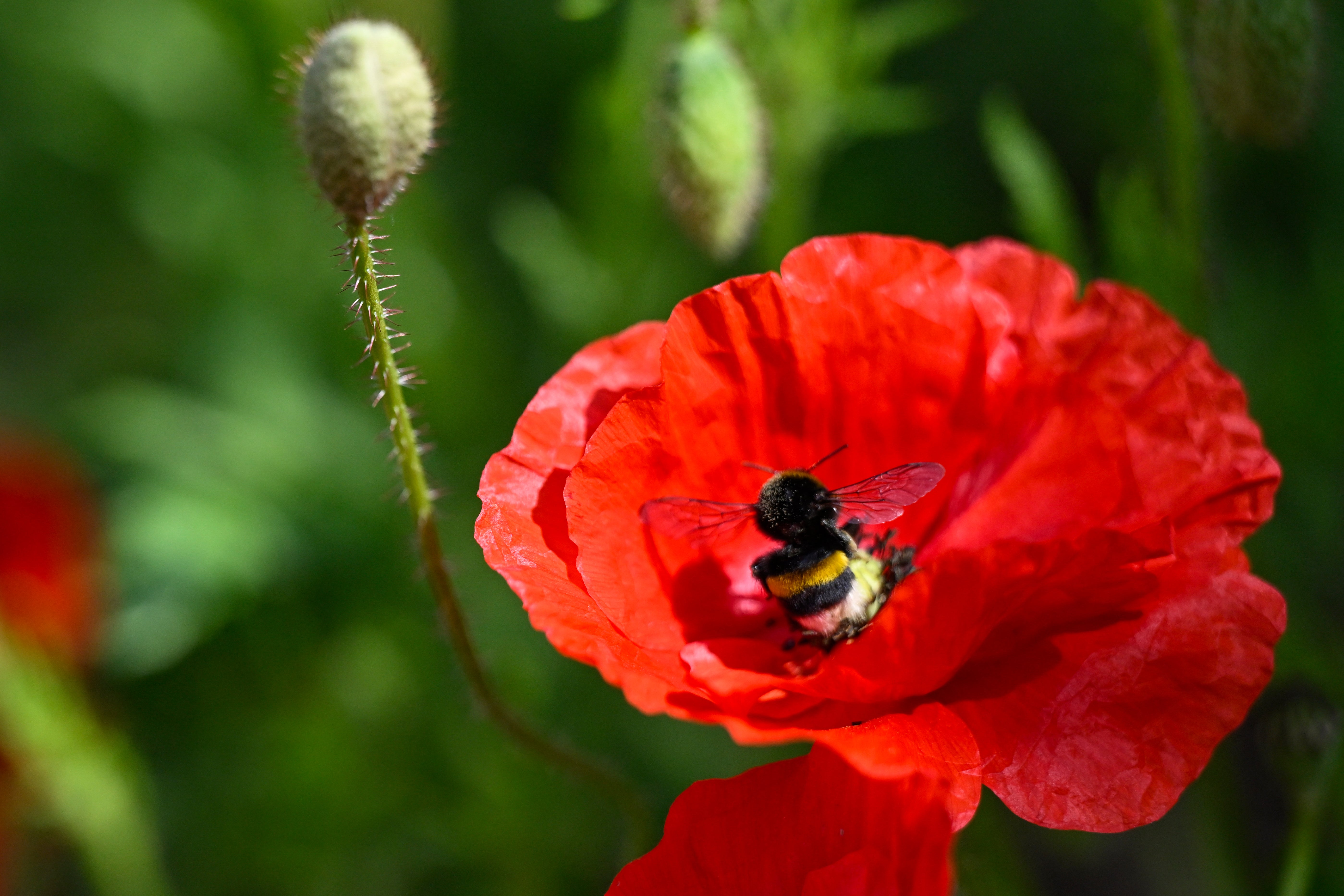 When bumblebees overheat, they can’t fly or forage – which is bad news for everyone
