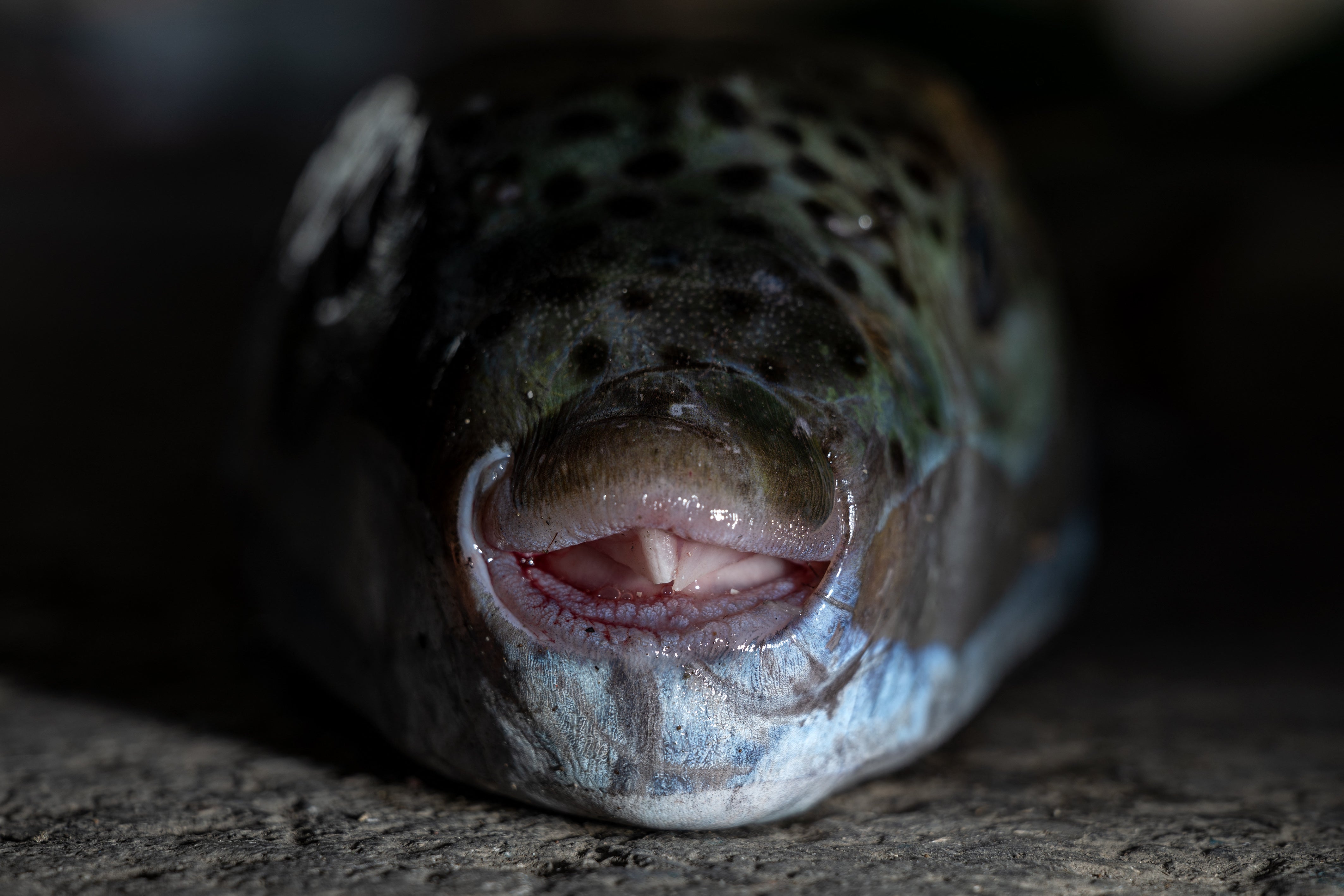 Pufferfish, a warm-water invasive species, were first spotted in Greek waters some 20 years ago and are wreaking havoc with the country's fishing industry