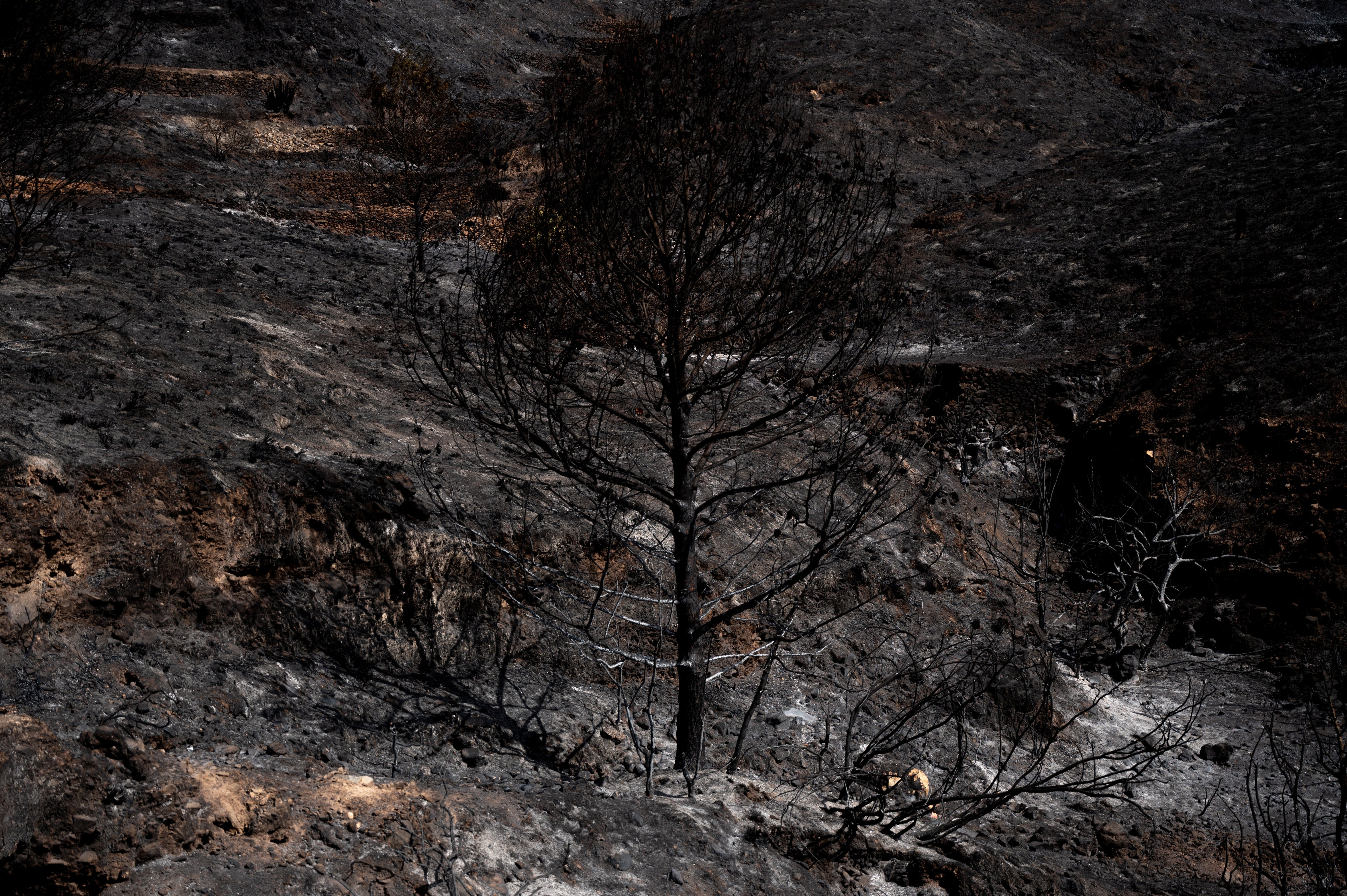 Burnt tree and ashes are pictured after a wildfire that killed at least 12 people, near Bedar, in Los Gallardos district, Almeria Province