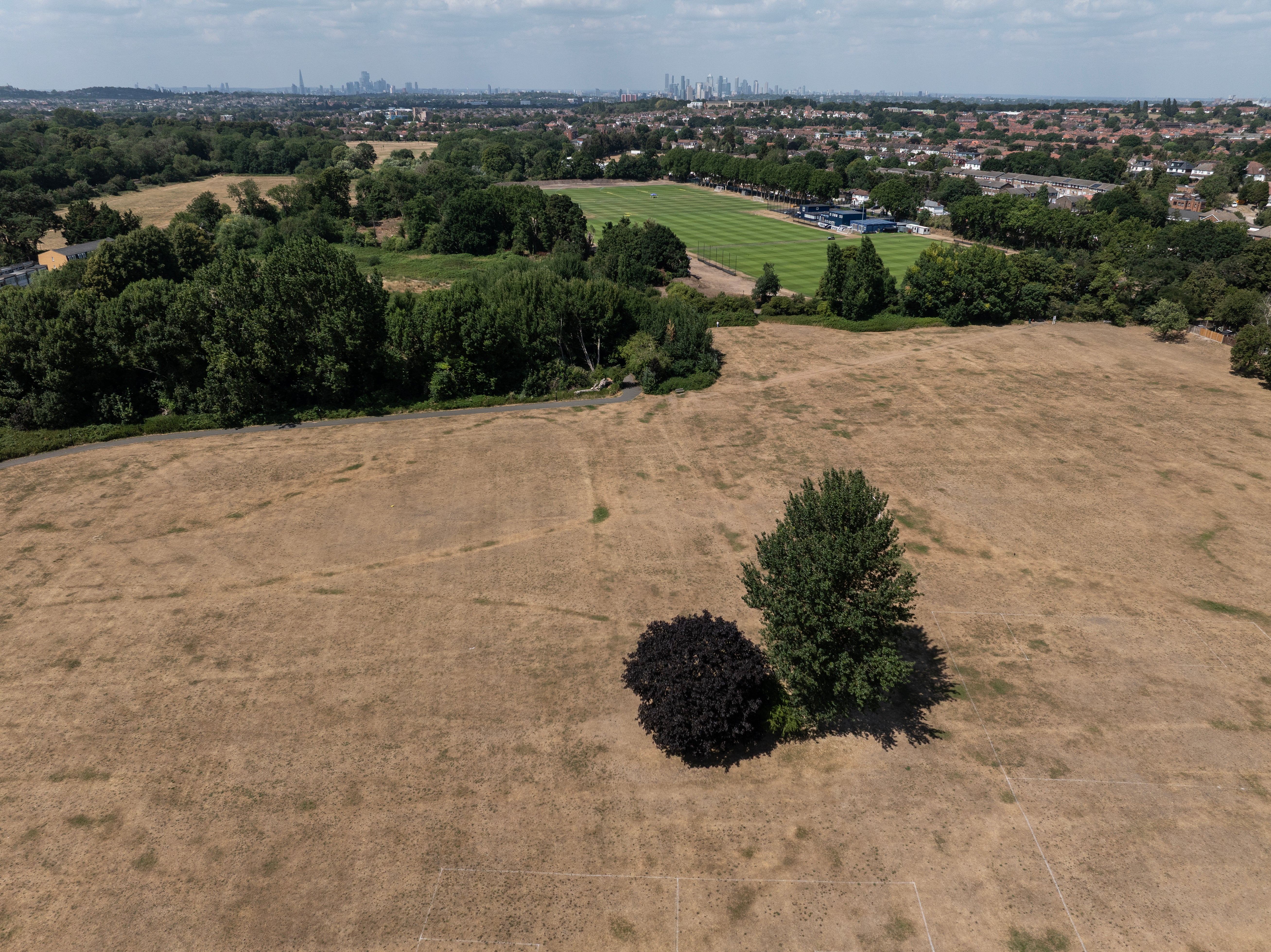 Scorched: Patchwork fields of dead grass will become more prevalent as we endure more dry weather