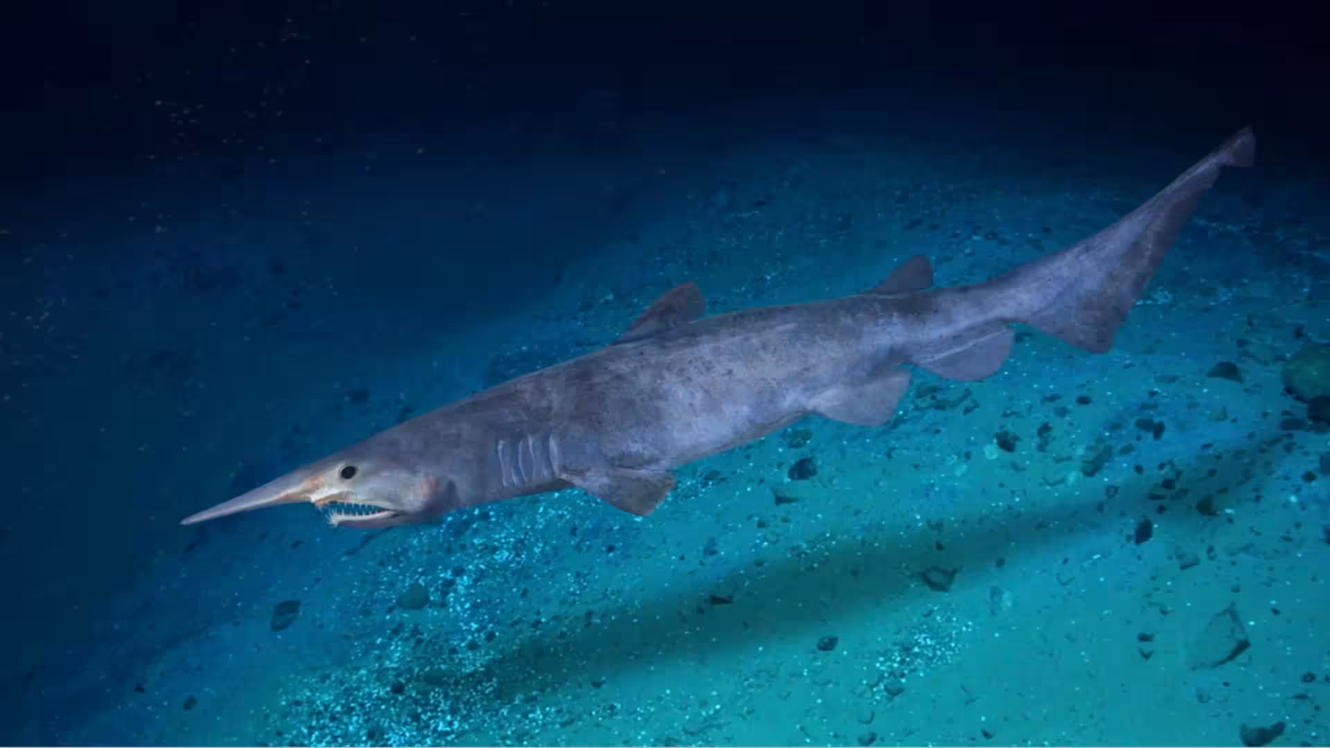 Rare goblin shark filmed alive for the first time in the deep sea -(2375)