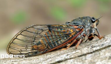 A cicada is a stout, heavy-bodied insect with wide-set bulging eyes, clear membranous wings resting on a piece of wood.