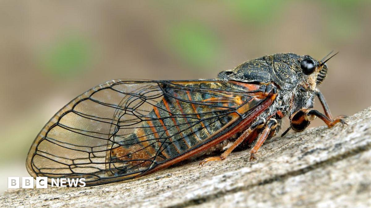 A cicada is a stout, heavy-bodied insect with wide-set bulging eyes, clear membranous wings resting on a piece of wood.