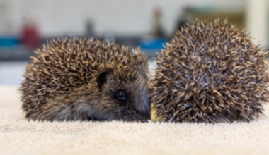 How UK gardeners can help hedgehogs and other wildlife in the heatwave - The Independent