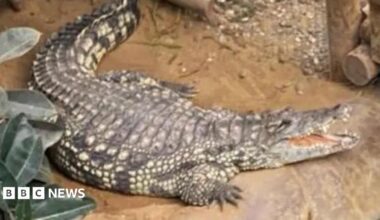 A crocodile with its mouth open in an enclosure near a wooden walkway going through the centre
