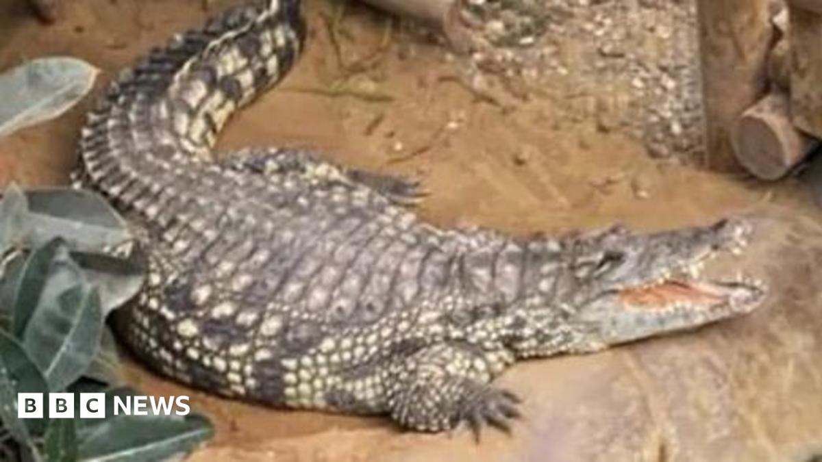 A crocodile with its mouth open in an enclosure near a wooden walkway going through the centre