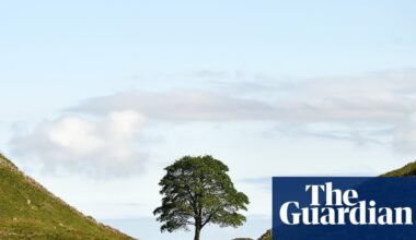 Sycamore Gap tree sapling stolen from castle grounds months after planting | Conservation