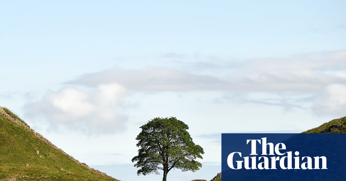 Sycamore Gap tree sapling stolen from castle grounds months after planting | Conservation