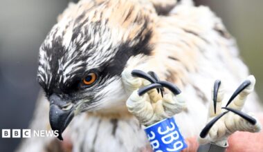 A close up of one of the ospreys which is being held in someone's hand. It's black talons are visible in the photo and it has a blue ring around one with 3B9 written on it. It is mostly white and cream, but has black feathers on its head and orange eyes and a pointed black beak.
