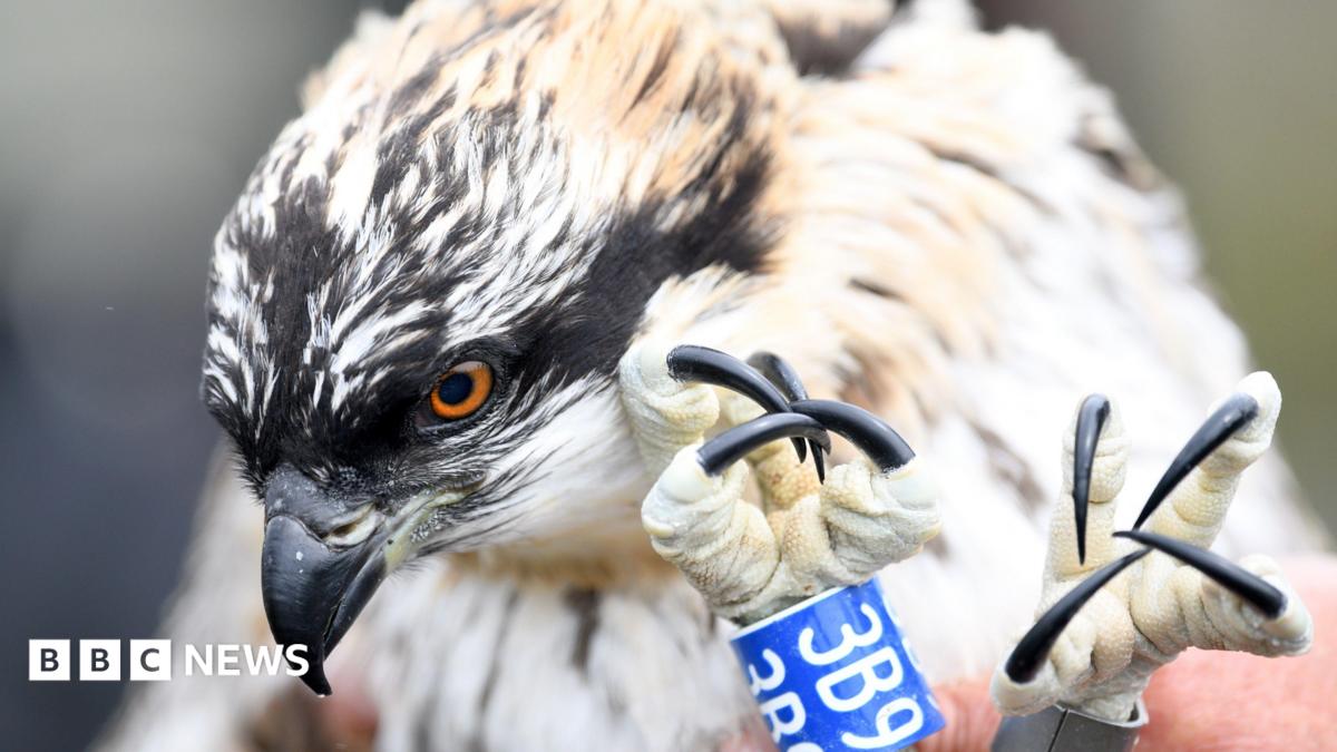 A close up of one of the ospreys which is being held in someone's hand. It's black talons are visible in the photo and it has a blue ring around one with 3B9 written on it. It is mostly white and cream, but has black feathers on its head and orange eyes and a pointed black beak.