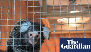 Abandoned monkey found in laundry bag on London bus | Animal welfare