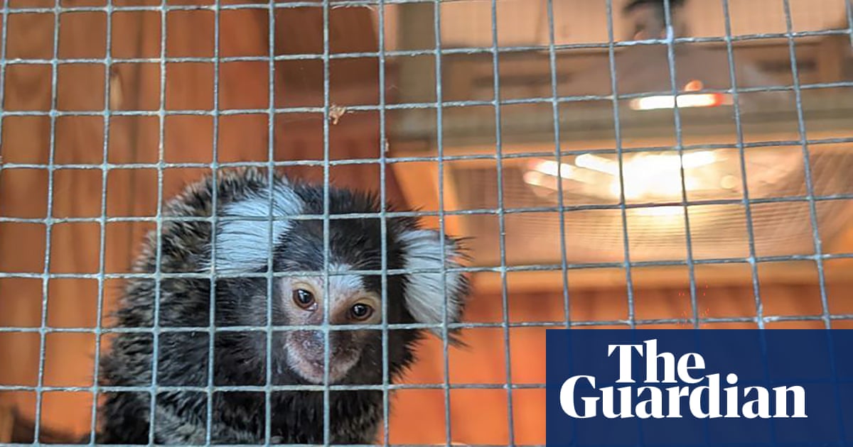 Abandoned monkey found in laundry bag on London bus | Animal welfare