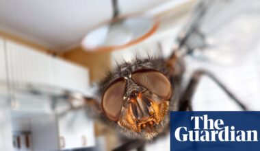 ‘It makes you feel you’ve got a really dirty house’: what’s behind the UK’s plagues of flies? | Insects