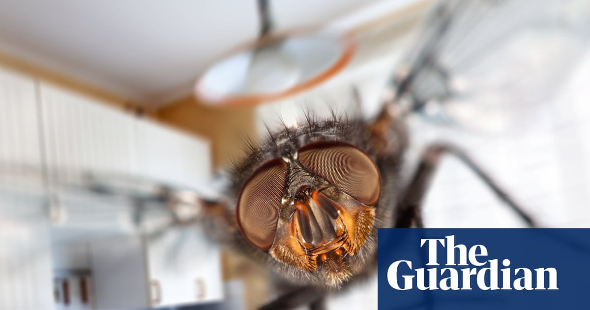 ‘It makes you feel you’ve got a really dirty house’: what’s behind the UK’s plagues of flies? | Insects