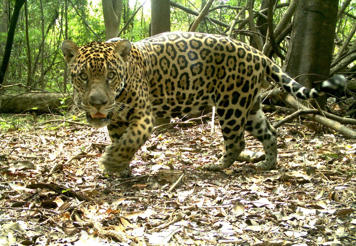 Jaguar caught on camera in the Amazon floodplains