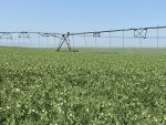 irrigation