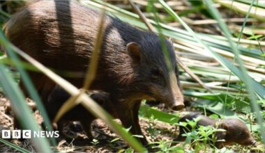 A brown adult pygmy hog pig with two baby pygmy hogs walking below and alongside it. They are walking through long grass and greenery.