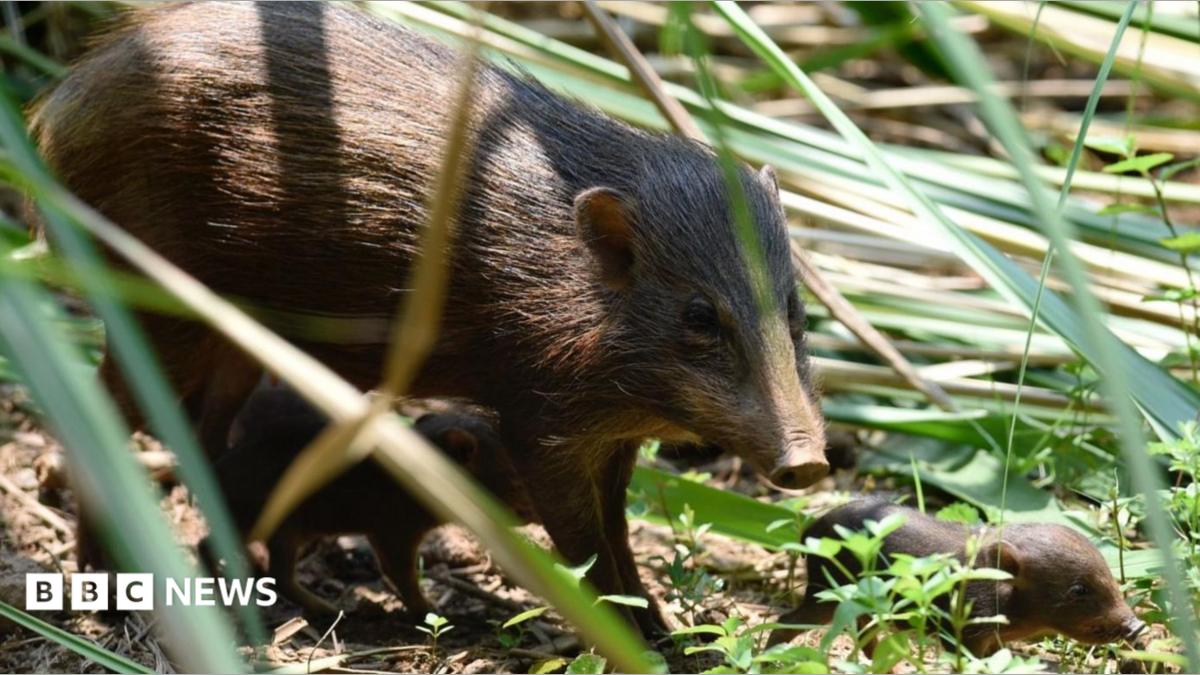 A brown adult pygmy hog pig with two baby pygmy hogs walking below and alongside it. They are walking through long grass and greenery.