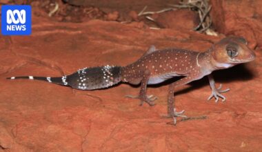 Researchers call for rare WA reptiles to be listed as endangered