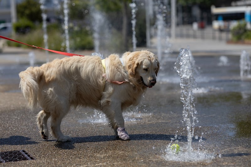 A dog plays with a tennis ball in a public fountain in Lorient, western France on July 10th. Photograph: Fred Tanneau/AFP via Getty