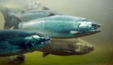 Pollution has led to huge drop in salmon and trout numbers in Ireland, Oireachtas to hear – The Irish Times