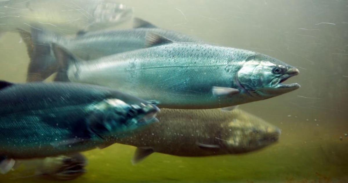 Pollution has led to huge drop in salmon and trout numbers in Ireland, Oireachtas to hear – The Irish Times