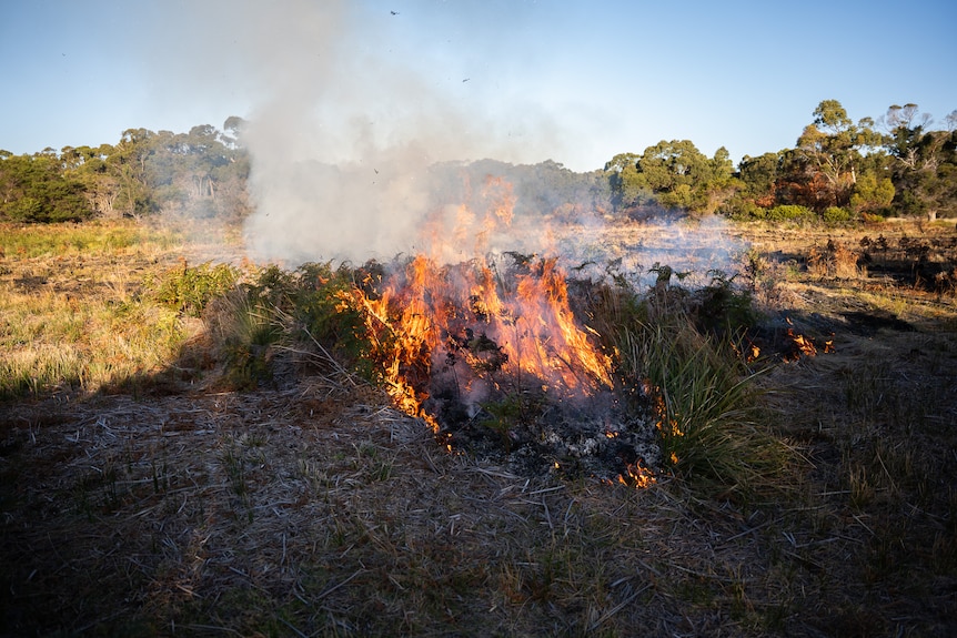 A fire lights up a squared off section of dense vegetation.