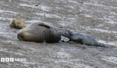 A mother and her seal pup are lying on a mud flat. The pup is feeding from the mum lying on her side. The pup is half the size of the mother.