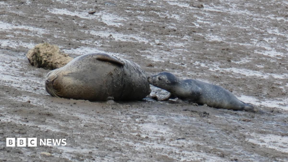 A mother and her seal pup are lying on a mud flat. The pup is feeding from the mum lying on her side. The pup is half the size of the mother.