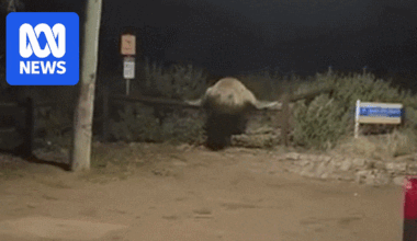 Neil the seal's celebrity status putting him at risk, authorities warn