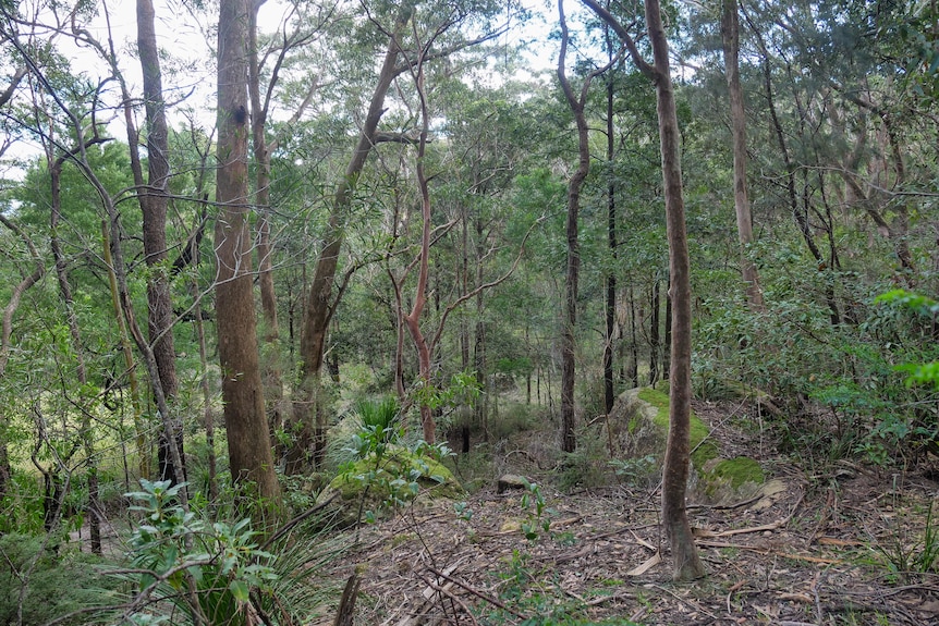 a lush forest
