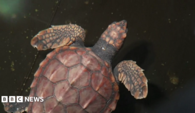 A member of the specialist animal care team wearing black latex gloves holds Crush the turtle as she is transferred to a larger tank