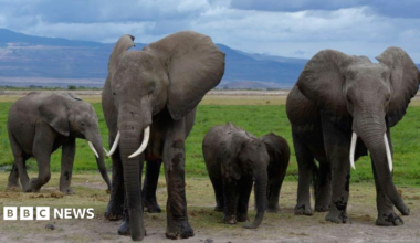 A family of elephants walking together in Amboseli National Park - 2018
