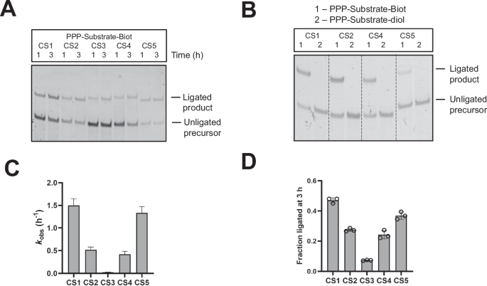 Fig. 2: Ligase activities of the isolated sequences.