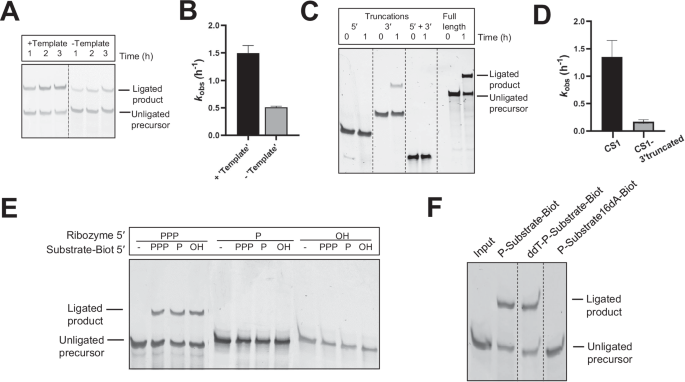Fig. 3: Untemplated ligation between the 5’-triphosphate group of CS1 and the 2’-hydroxyl group of the substrate.