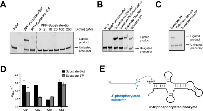Fig. 4: Ligation requires a 3’-phosphate group on the substrate.