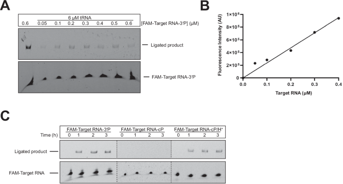 Fig. 5: Ribozyme-assisted capture of 3’-phosphorylated RNA.