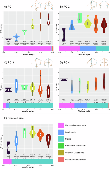 Evolutionary drivers of encephalization and facial reduction in the genus Homo