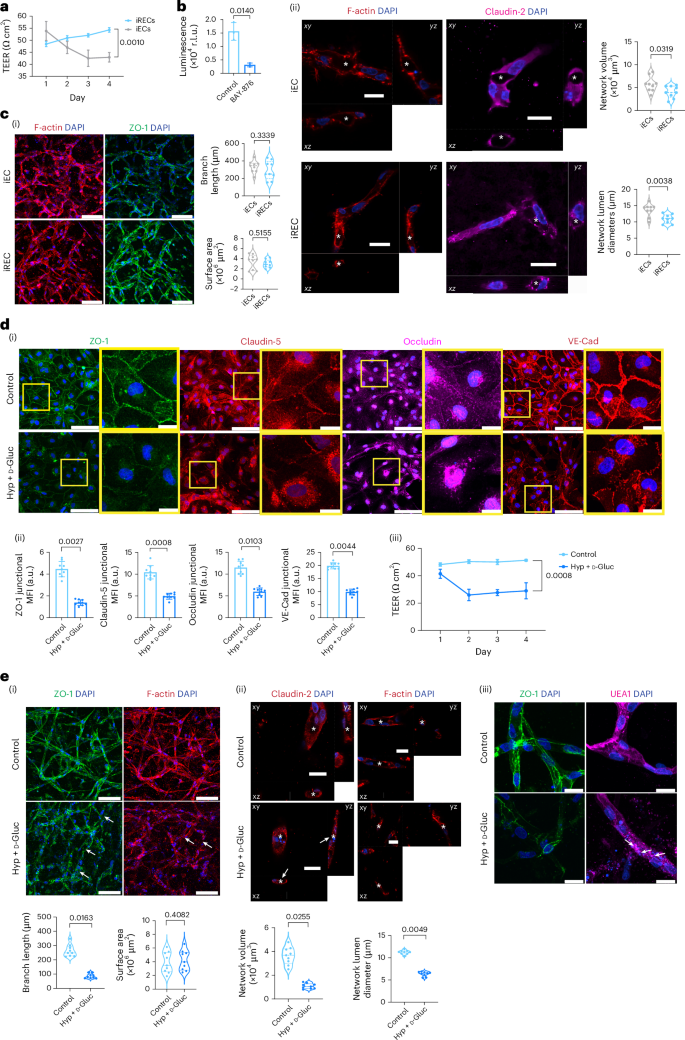 Fig. 2: iRECs exhibit functionality and network properties typical of both healthy and diabetic retinopathy iBRB.