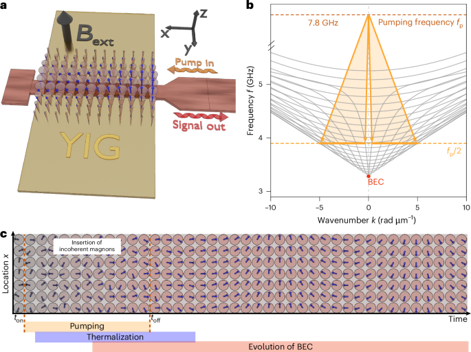 Emergence of phase coherence in a magnon Bose–Einstein condensate