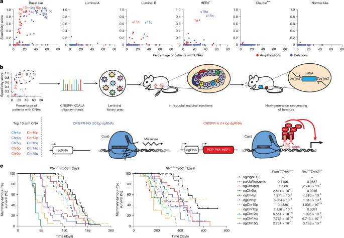 Aneuploidy selects for the acquisition of driver genes in breast cancer