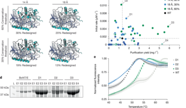 AI-redesigned starting points and outcomes enhance protein evolution