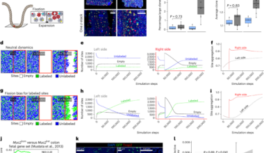 Paired mutation calling and spatial transcriptomics identify cellular neighborhoods associated with the neoplastic outcome of mouse colitis