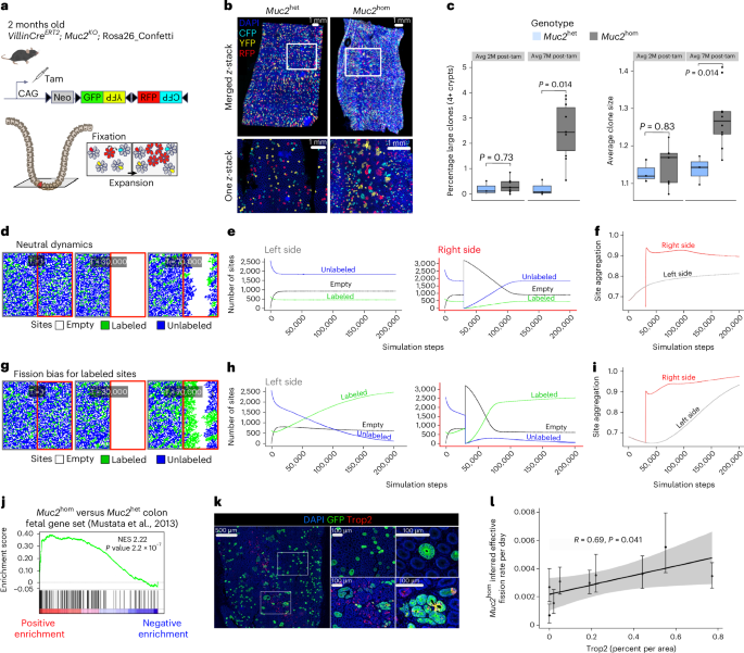 Paired mutation calling and spatial transcriptomics identify cellular neighborhoods associated with the neoplastic outcome of mouse colitis