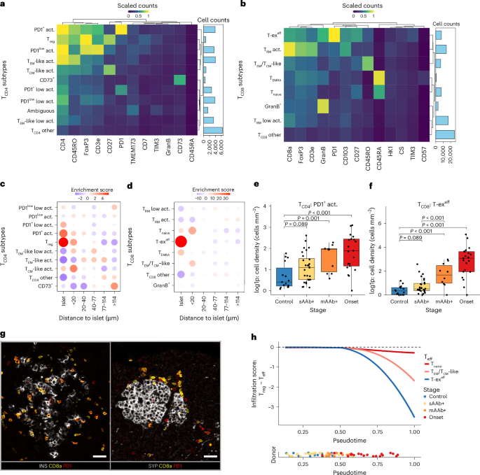 Fig. 4: Exhausted-like T cells dominate islet infiltration in mAAb+ and T1D donors.
