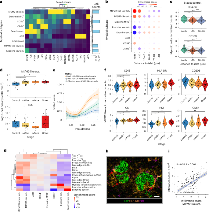 Fig. 5: Activated M1/M2-like macrophages and cDCs interact with lymphocytes within and near islets.